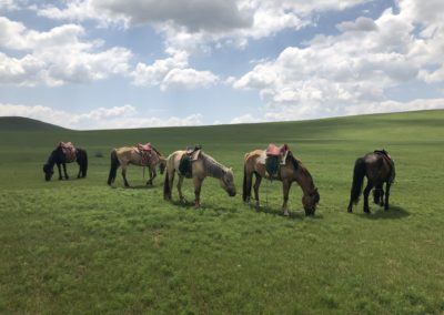 Group of horses in mongolia