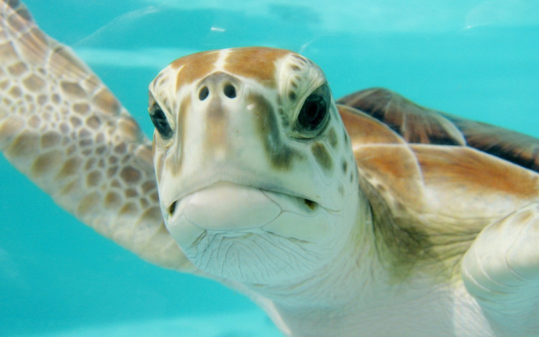 The best thing to do in Akumal, Mexico