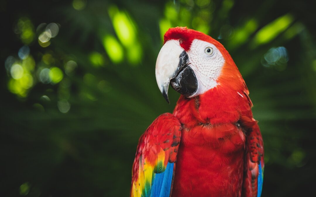 How To Plan a Day At Xcaret Mexico [Guide]