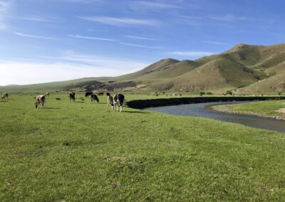Free range horses wandering in the Steppe, Mongolia