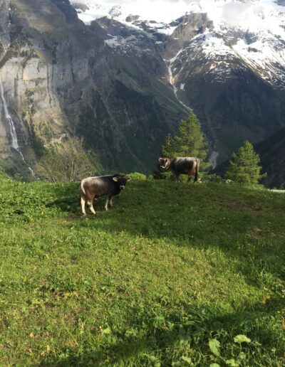 Happy Swiss mountain cows