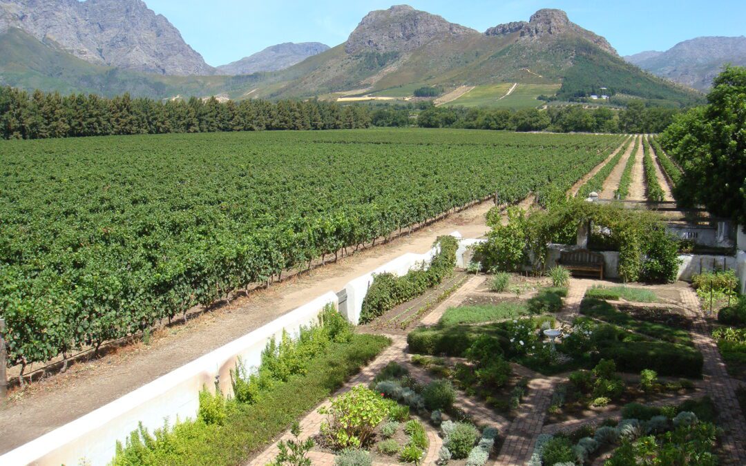 Top Wineries of the Cape Winelands