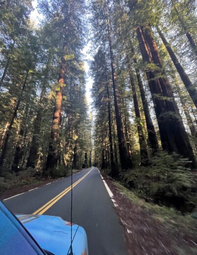 Avenue of Giants Oregon