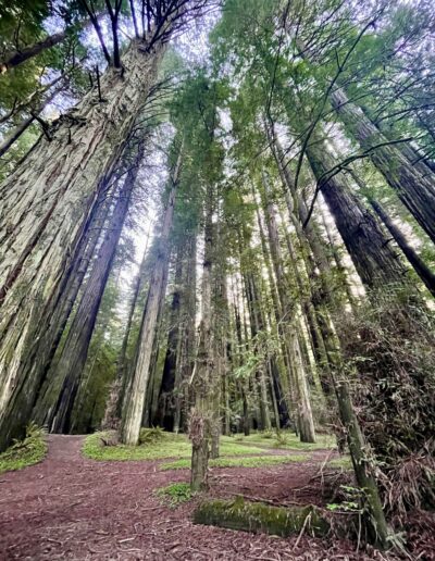 Avenue of Giants Oregon