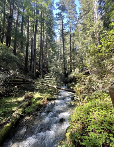 Canopy View Trail Muir Woods California Highway 101