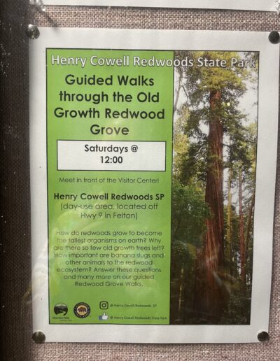 Henry Cowell Redwoods California Highway 101