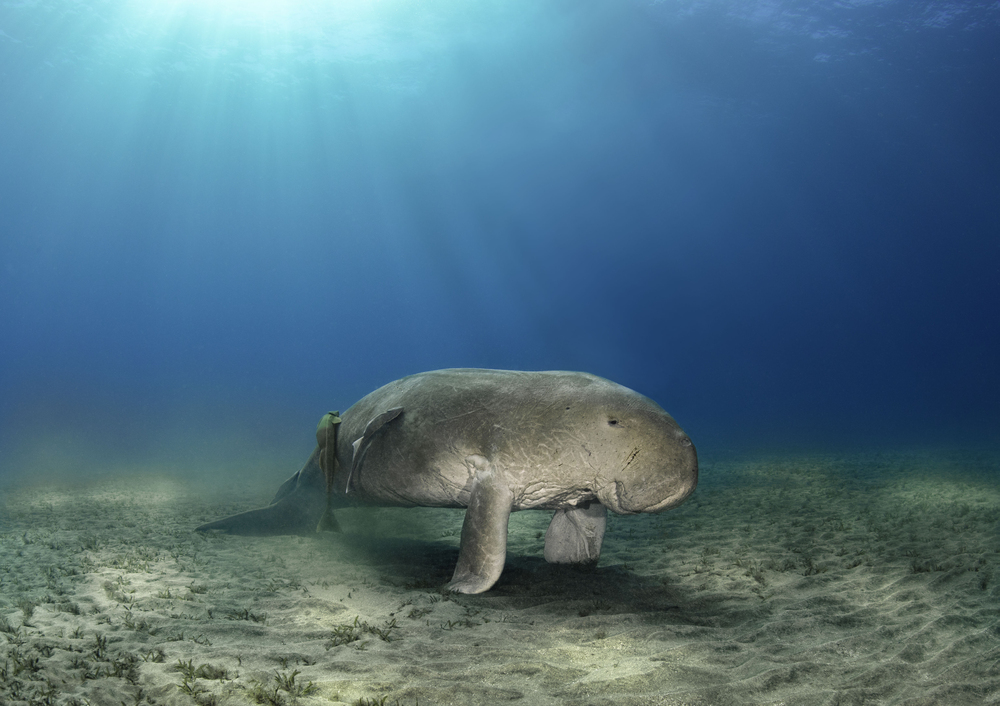 Dugongs or Sea cows in Coron