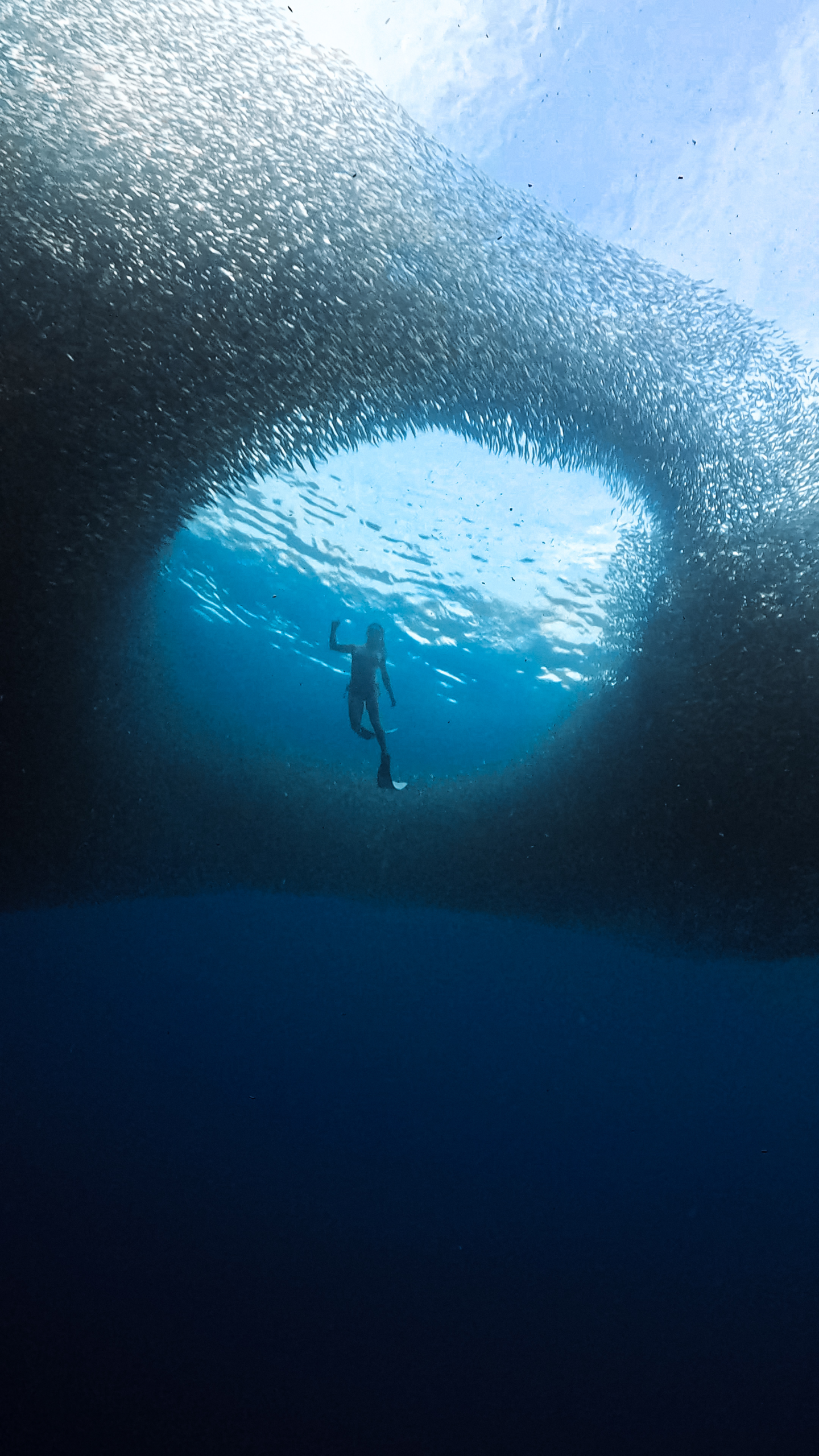 Moalboal Sardine Run Philippines
