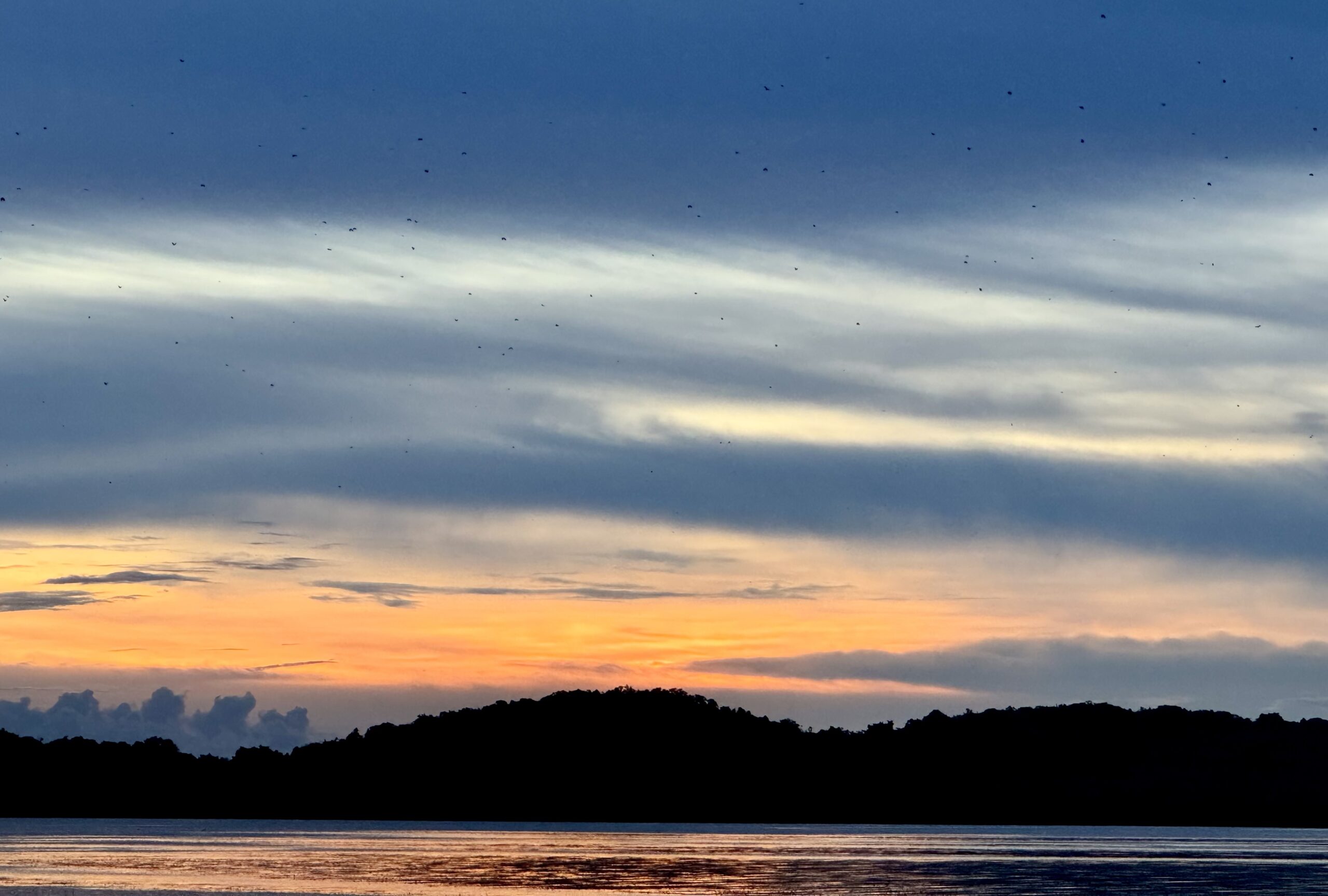 Sunset Bat Migration in Palawan