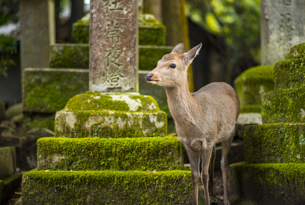 Depositphotos_28500071_S Nara Japan