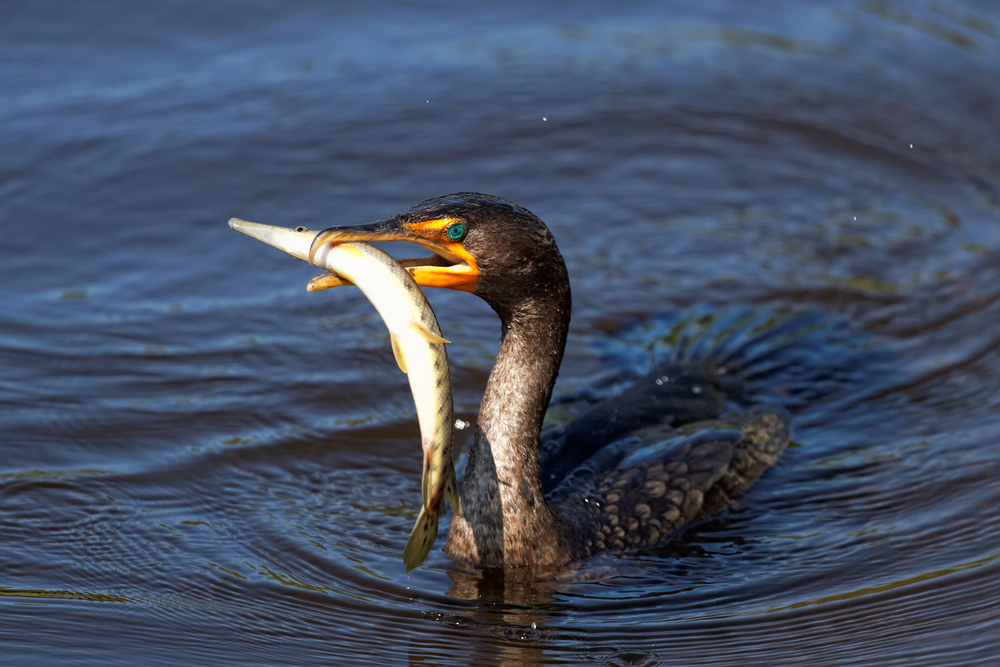 Cormorant Fishing Uji Japan