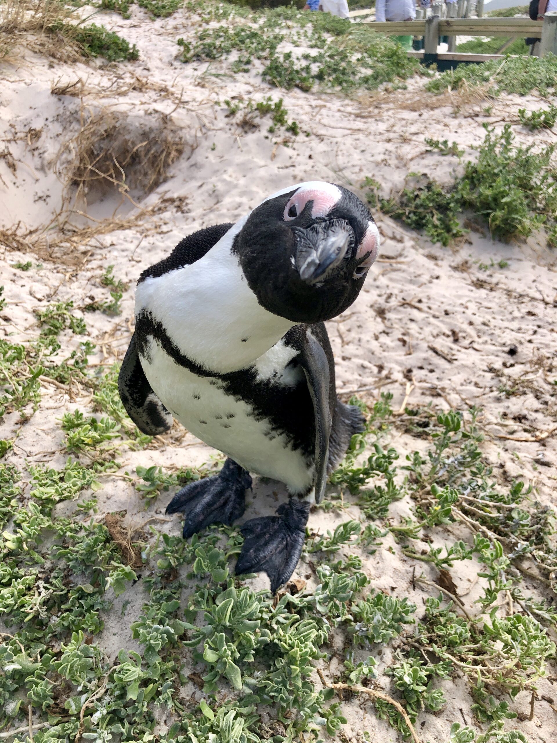 IMG_3972 2 Things to do in Cape Town- Boulders Beach