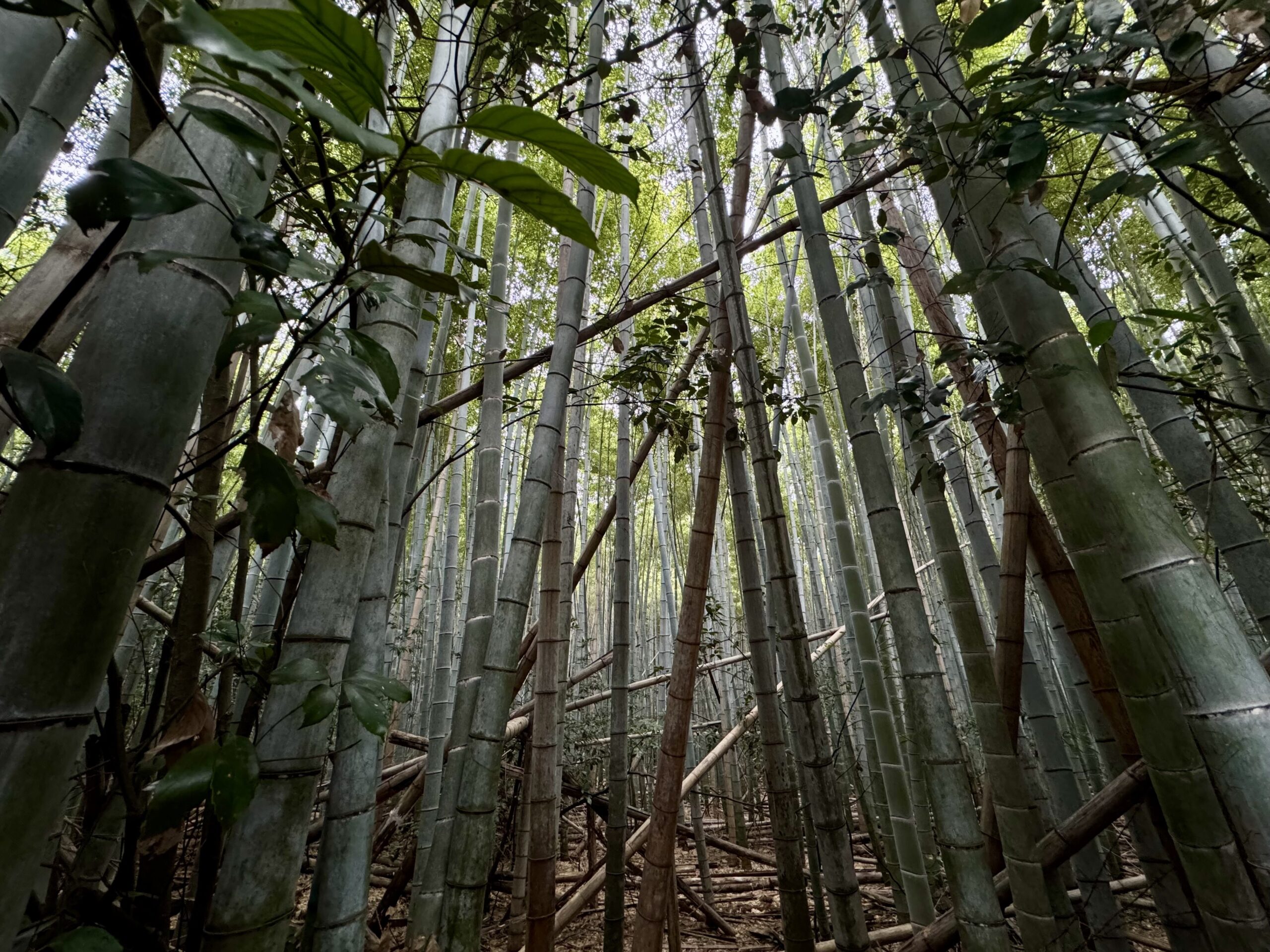 bamboo forest Bamboo Grove Kyoto
