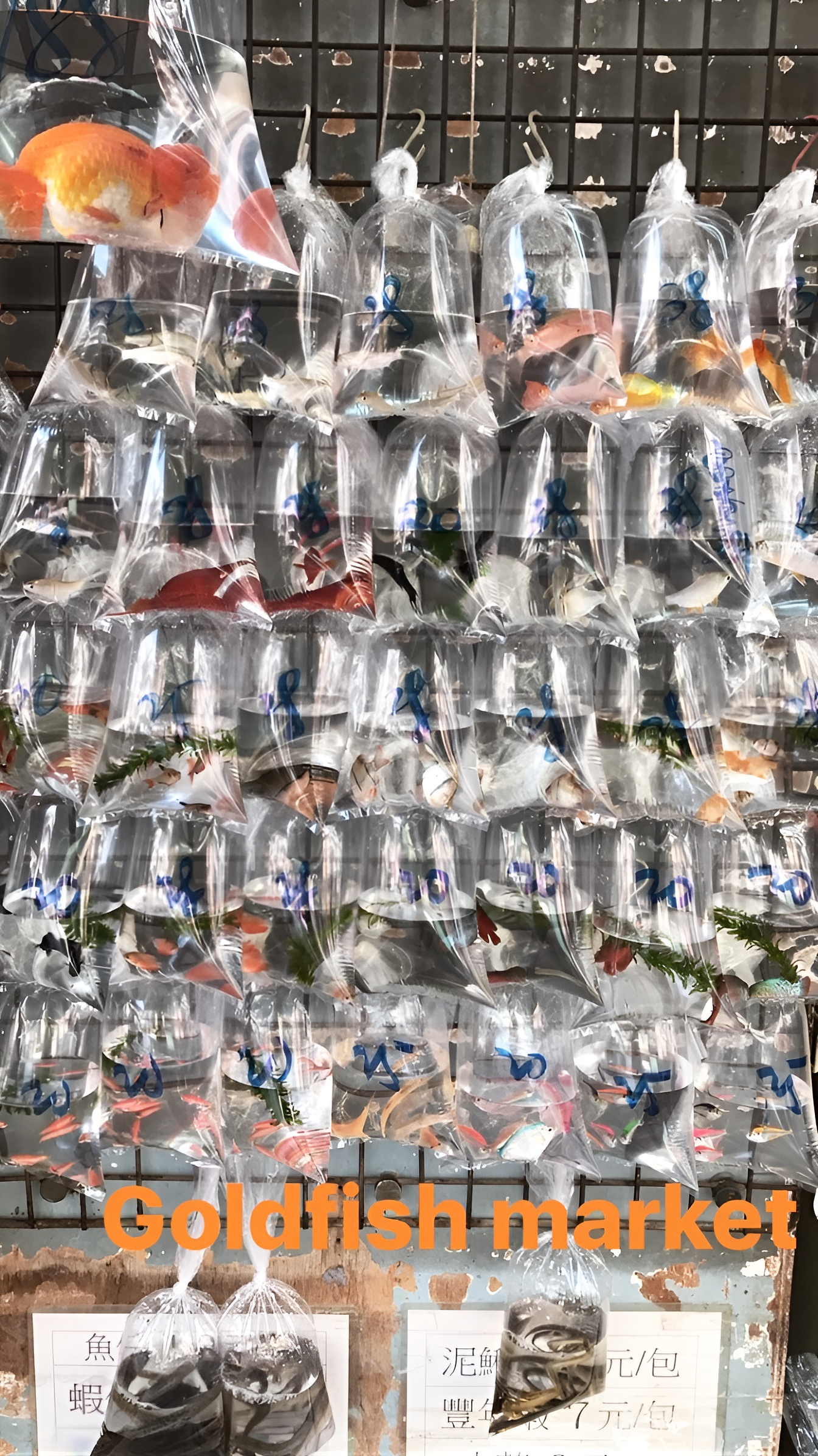 Goldfish Hong Kong Market