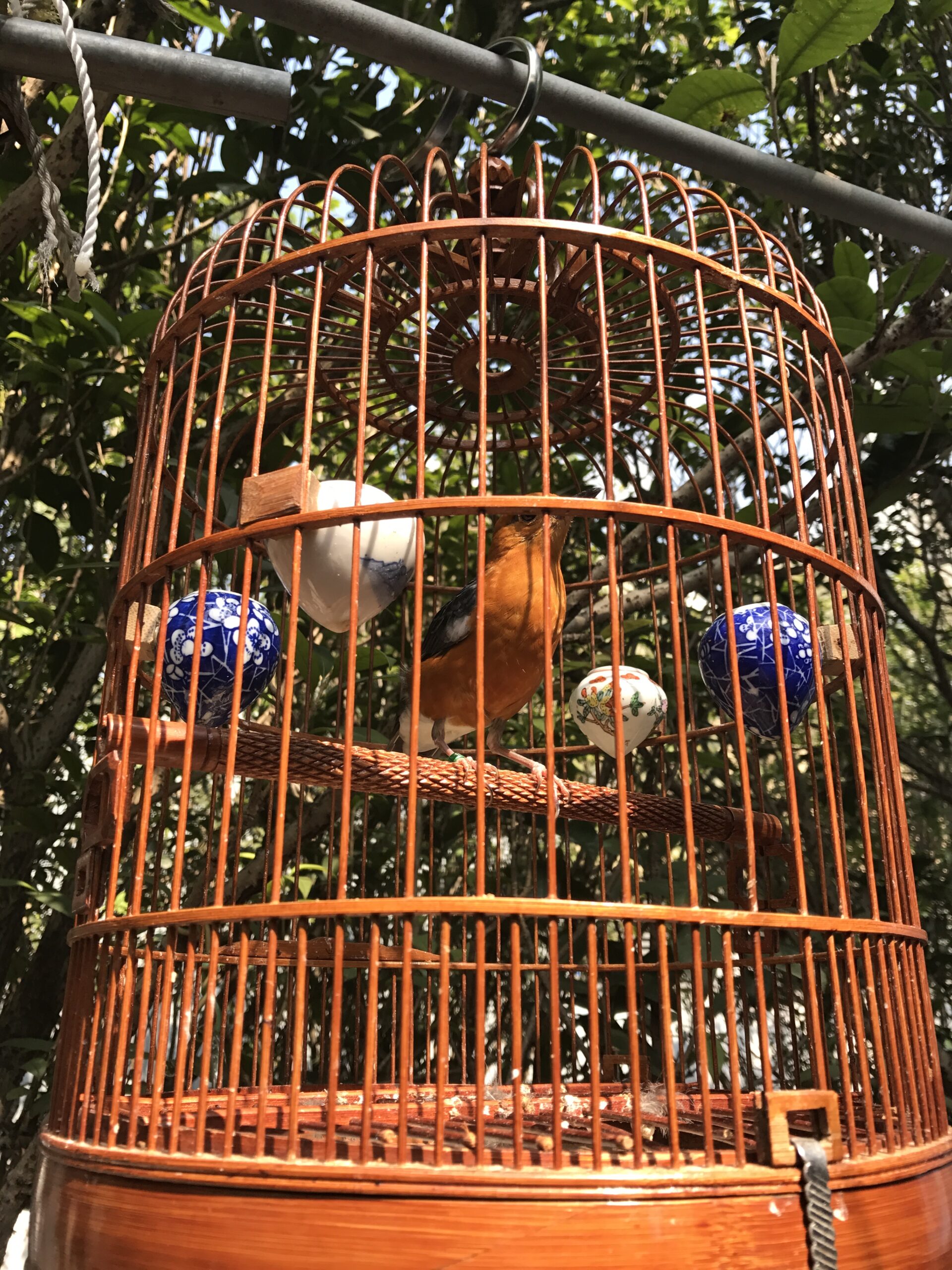 Hong Kong Bird Market