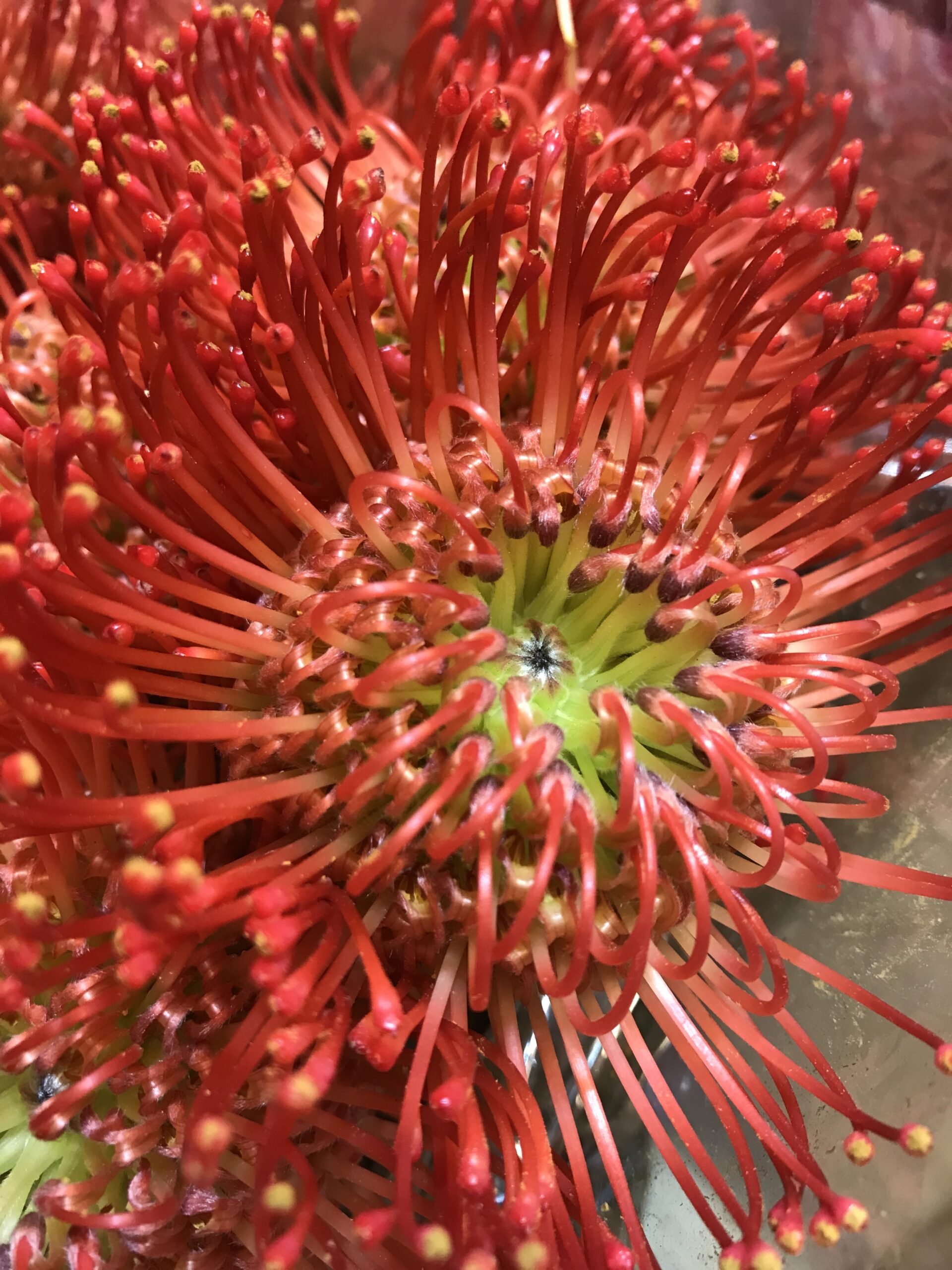 Mong Kok Flower Market in Hong Kong